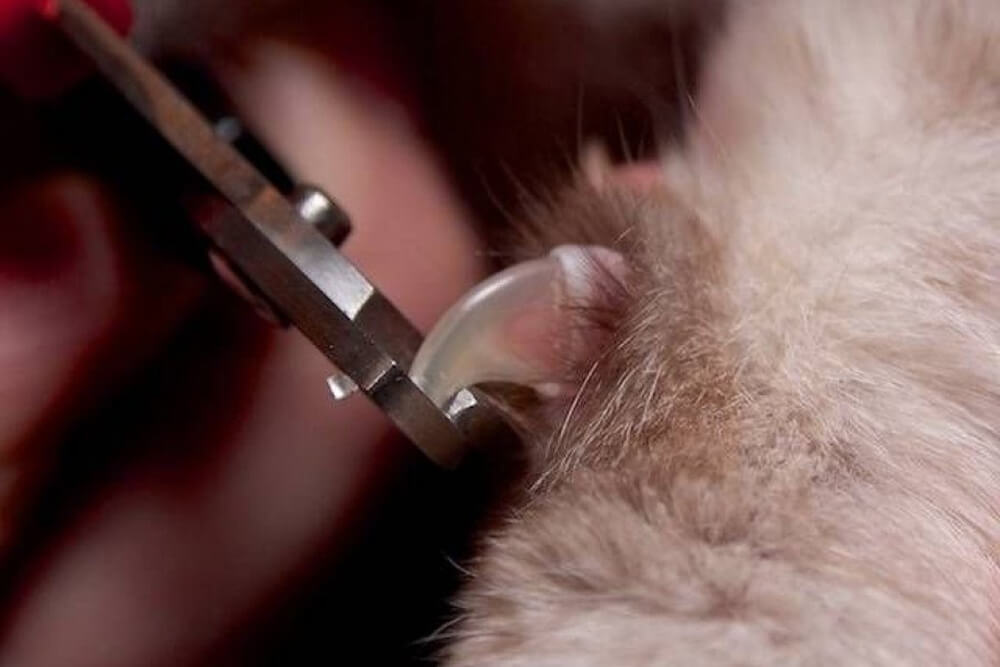 Фото как правильно подстричь когти кошке