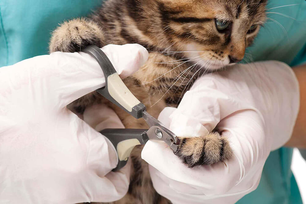 Ветеринар подстригает кошке когти